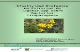 Efectividad Biológica de Extractos de Tagetes spp sobre ... · provocado por Pseudomonas syringae pv. phaseolicola y la pudrición blanda inducida por Dikeya dadantii que afecta