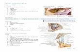 Tema 1. Anatomía del ojo.medicina-ucr.com/quinto/wp-content/uploads/2015/10/... · La configuración del músculo orbicular del ojo es importante para la distribución de la lágrima.