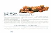 biblioteca.cenicafe.orgbiblioteca.cenicafe.org/bitstream/10778/828/12/Uchuva.pdfUCHUVA (Physalis peruviana L) En la actualidad, Colombia es el mayor productor de uchuva del mundo.