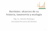 Bambúes: alcances de su historia, taxonomía y ecología Natalia Reategui_Bambues.pdf · Tallos (culmos) usualmente huecos y segmentados Tallos sólidos, no segmentados La parte
