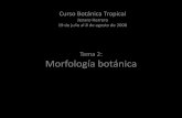 Curso Botánica Tropical · Alternas y dísticas Agrupadas al final de las ramitas Diclinanona tessmannii ANNONACEAE Opuestas y verticiladas Couma macrocarpa APOCYNACEAE Alternas