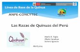 Las Razas de Quinuas del PerúTipos de Quinuas en Sud América 1.Quinuas de valles interandinos (de seco a húmedo) 2.Quinuas del altiplano, circunlacustre y Suni 3.Quinuas de los