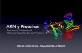 ARN y Proteínasamoreira/bio09/estructura.pdf · ‣ Busca la estructura que contenga la mayor cantidad de pares de bases. ... ‣ Los valores a 37ºC son -3, -2 y -1 kcal/mol para