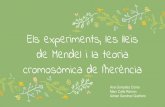 cromosòmica de l’herència de Mendel i la teoria Els ... · Al 1886, Mendel va publicar els seus descobriments La comunitat científica d’aquella època no estava preparada per