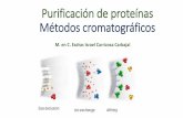 Purificación de proteínas Métodos cromatográficos · 2018-11-14 · Fundamento teórico • Se basa en la carga eléctrica de las proteínas. • Se aplica en una matriz de carga