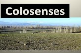 Colosenses - IBITibitibi.org/wp-content/uploads/2019/09/Colosenses.pdf · Comparación: Efesios y Colosenses ... judaísmo, cristianismo, zoroastrismo y platonismo. Llegó a ser un