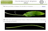 Clau de determinació del gènere 1 Allium...Espata amb 2 valves persistents, molt més llargues que la umbel·la A. oleraceum 1b Espata amb una sola valva, caduca, més curta que