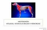 HISTOLOGÍA HÍGADO, VESICULA BILIAR Y PÁNCREAShistolab.com.co/images/2017/histologia/16.-Higado-y... · 2018-05-25 · – VS, linfáticos, conducto biliar y nervios ... • La