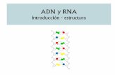 introducción - estructuraufq.unq.edu.ar/Docencia-Virtual/BQblog/DNA-I.pdf · Análisis químico elemental coincidente con el calculado para el ADN Propiedades ópticas, de ultracentrifugación,