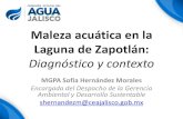 Maleza acuática en la Laguna de Zapotlán - CUSur · Introducción •Maleza acuática: especies, generalmente exóticas o no nativas, que tienen un comportamiento invasivo y que