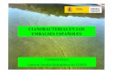 CIANOBACTERIAS EN LOS EMBALSES ESPAÑOLESceh-flumen64.cedex.es/Ecosistemas/Jornadas Cianos/C... · 2008-11-20 · 1.Abundancia y Distribución de Cianobacterias en los embalses españoles