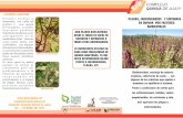 COMPLEJO QUINUA DE JUJUYcedaf.fca.unju.edu.ar/assets/triptico-adversidad.pdf · 2019-09-05 · La quinua al igual que otros cultivos, pueden ser afectadas con diversas enfermedades