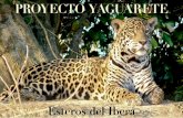 Esteros del Iberá, Corrientes, Argentina - PROYECTO YAGUARETE · 2017-07-19 · En julio del año pasado publicamos nuestro primer boletín del Proyecto de Reintroducción del Yaguareté