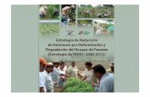 La situación de Panamá · – Observación Terrestre (100 parcelas /ANAM) – Desarrollo y validación de metodología de medición – Medición del Stock de Carbono – Definición