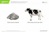 Lámina 1a ¿Qué diferencia una vaca de una roca? Clase 1 Unidad ... · Unidad: Microorganismos y barreras defensivas del cuerpo humano Presentación Tamaño maqueta Terminaciones