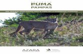 PROYECTO - Fundación Azarafundacionazara.org.ar/img/otras-publicaciones/proyecto-Puma.pdf · El puma es un gran carnívoro con potencial de atacar al ganado y, en raras ocasiones,