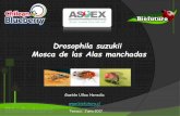 Drosophila suzukii Mosca de las Alas manchadascomitedearandanos.cl/wp-content/uploads/2015/08/Present...Dimorfismo sexual Imperceptible el daño De un mismo fruto pueden desarrollarse