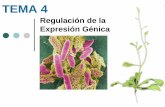 TEMA 4 - wpd.ugr.eswpd.ugr.es/~rnavajas/wp-content/uploads/2017/03/TEMA_4_GII.pdf · Regulación de la Expresión Génica. ORGANIZACIÓN DE UN OPERÓN PROCARIOTA. ORGANIZACIÓN DE