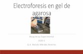 Bioquímica Experimental 2020-1 Q.A. Moisés Méndez Ramírez · Preparación del gel Agarosa es un polímero aislado de algas del genero Gellidium y Gracilaria que consiste en subunidades