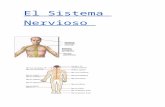 El sistema nervioso - Nuestra Señora del Refugio web/sistema nervioso..docx · Web viewEl sistema nervioso es una red de tejidos cuya unidad básica son las NEURONAS que son células