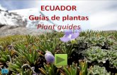 ECUADOR Guías de plantasEsta página es una compilación de sitios web, listados, guías de campo o libros en formato PFD de plantas nativas del Ecuador. • Los enlaces son directos