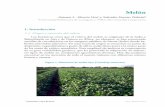 Figura 1. Plantación de melón tipo Cantaloup americano · red de comunicaciones y el trabajo de los genetistas al crear variedades super-productivas con resistencias y vida poscosecha