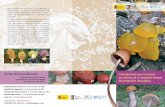 Morchella esculenta Boletus regius - Adesper · 2016-09-05 · les y agentes sociales) con dilatada experiencia en el desarrollo rural, tanto en el aspecto formativo como en la creación