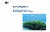 Las praderas de Posidonia: importancia y conservación · alerta sobre la degradación de este importante eco-sistema, vital para los intereses turísticos y pesqueros de nuestro