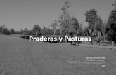 Praderas y Pasturaspraderasypasturas.com/rolando/01.-Catedras/01.-Praderas_y_Pasturas/2019/01...Ecosistema de Pastizales Los Pastizales no son el pasto sino ecosistemas donde la Biocenosis