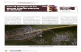 Control biol£³gico de las moscas blancas espirales en Canarias 2010-09-08¢  espirales en canarias La