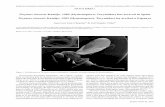 NOTA BREU...NOTA BREU Dryocosmus kuriphilus Yasumatsu, 1951 (Hym., Cynipi-dae), an Oriental pest in chestnut (Castanea spp), was detect-ed for the first time in the Iberian Peninsula
