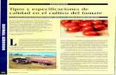 Tomate tlpo pera de Industria....cializan en la producción de tomate para la industria, en tanto que el resto de las regiones se enfocan hacia el mercado en fresco. ... curtido, como