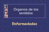 Órganos de los sentidos - I.E.S "POETA CLAUDIO RODRÍGUEZ"iespoetaclaudio.centros.educa.jcyl.es/sitio/upload/... · 2011-12-24 · Órganos de los sentidos . Miopía y su corrección
