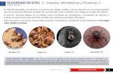 SEGURIDADENSITIO || Insectos, Mordeduras y Picaduras 1 · 2019-09-20 · Si ocurren lesiones fatales en el trabajo como resultado de mordeduras y picaduras de insectos y arañas,