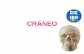 CRÁNEO · 2017-05-16 · inserción del masetero, mientras que por su cara interna presenta otras rugosidades para el pterigoideo interno. También presenta el conducto dentario