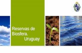 Reservas de Biosfera. Uruguay - Universidad de la República de...•Palmares de Butiá, (mayor población •del mundo). •Las tierras cultivables aseguran gran parte de la producción
