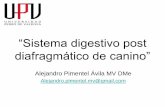 “Sistema digestivo post diafragmático de canino” comunidadanato/DrAPimentel/UPV_Sistema...Externamente se reconocen dos caras (Parietal y Visceral), dos curvaturas (Mayor y Menor),