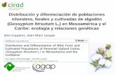 Gossypium hirsutum L.) en Mesoamérica y el Caribe ... · Modelización de la distribución del algodón: pelando la cebolla l’oignon 1- Muestra global 2 - Omisión de los cultivados