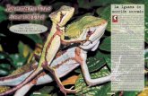La Iguana de morrión serrado - Reptilia · vida arborícola. La larguísima cola no se rompe fácil-mente por autotomía. Solemos cogerlas de la cola, sin que hasta el momento se