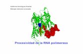 Procesividad de la RNA polimerasa(proofreading), y facilita la transición del complejo de iniciación al de elongación. • Los mutantes defectivos tanto de Gre como de TFIIS apenas