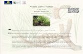 Pinus canariensis - Gran Canariadescargas.grancanaria.com/jardincanario/documentos/Juego_Jardin/Pinus_canariensis.pdfColección ^Naturaleza Canaria. Ediciones del Excmo. Cabildo Insular