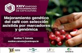 Mejoramiento genético del café con selección asistida por ......Mejoramiento Molecular Genotipado - 195 cafetos arábica (21.211 SNP) e 165 canephora (18.111 SNP) Fenotipado de