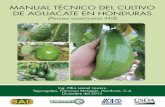 Manual cultivo de aguacate FINAL...Manual Técnico del Cultivo de Aguacate en Honduras 1. Introducción Hoy en día, el aumento poblacional, conlleva a una mayor demanda de alimentos.