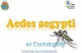 ACTUALIDAD...ACTUALIDAD La fácil adaptabilidad del mosquito. Presencia incalculable de criaderos de origen artificial. Nuevas altitudes, como es el área metropolitana de Cochabamba