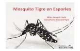 Qué es un mosquito tigre · 2017-09-25 · Comportamiento del mosquito tigre LUGAR DE CRÍA • Pequeño acúmulo de agua (desde 50 ml a 5 l de agua) • Reparte los huevos entre