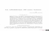 Las colinesterasas del suero humano · 2020-02-01 · Las colinesterasas del suero humano 89 bien, de la membrana presináptica a la postsináptica en las sinapsis coli-nérgicas.