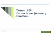 Tema 16 - UPV PDF/Tema 16 Latencia en yemas y... · propios tejidos del embrión (en el eje embrionario y/o en los cotiledones. ... Poseen inhibidores en la pulpa de los frutos o