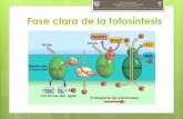 Fase clara de la fotosíntesis - WordPress.com · Al llegar la luz sobre el fotosistema I, los electrones adquieren la energía necesaria para ser capturados por la ferredoxina, pero