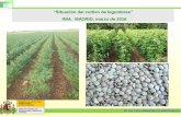 “Situación del cultivo de legumbres” · •Reducción fertilización nitrogenada en el propio cultivo, y siguiente en la alternativa. •Lucha biológica plagas y enfermedades