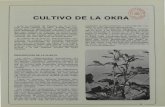 CULTIVO DE LA OKRA...CULTIVO La okra es una planta que crece en un extenso tipo de suelos. Es en los limos-arenosos donde da los mejores resultados, ya que un buen drenaje es esencial